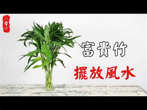 富貴竹幾多支好|2024龍年風水｜富貴竹買幾支？桃花要點擺？一文睇 